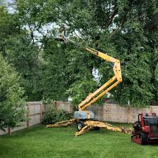 Trusted Franklin, NJ Tree Care Experts