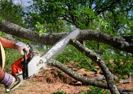 Best Tree Trimming and Pruning  in Franklin, NJ